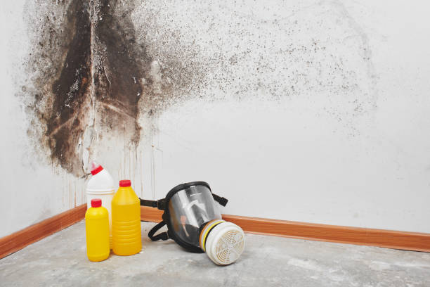 Best Toxic Mold Removal  in Bull Shoals, AR