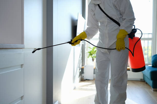 Best Certified Mold Removal  in Bull Shoals, AR