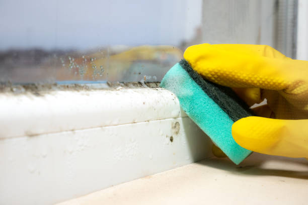 Best Local Mold Removal Service  in Bull Shoals, AR