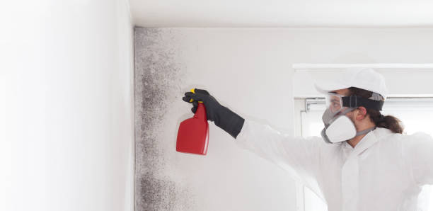 Best Mold Testing  in Bull Shoals, AR