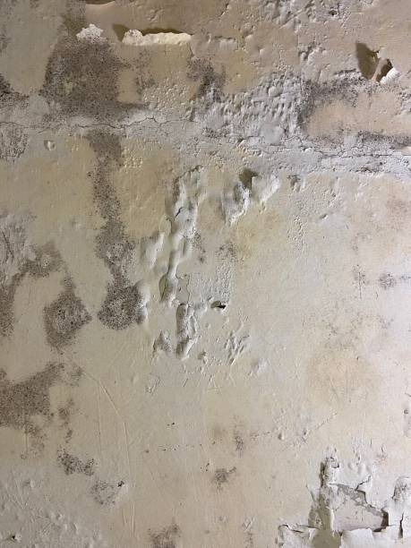 Best Residential Mold Removal  in Bull Shoals, AR