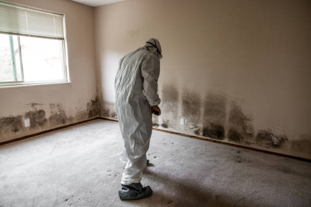 Best Mold Remediation  in Bull Shoals, AR