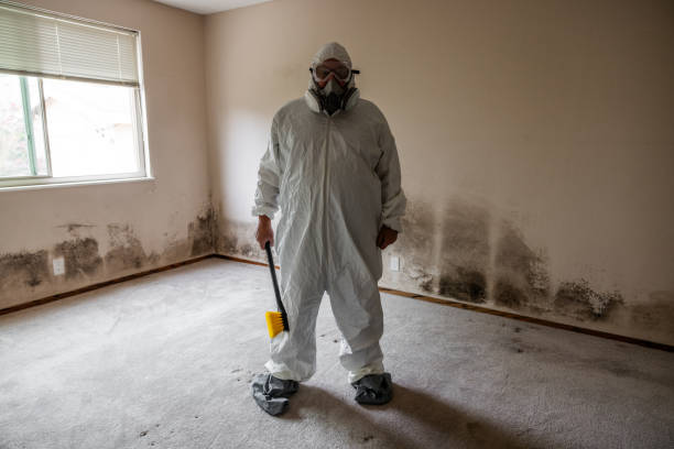 Professional Mold Removal in Bull Shoals, AR