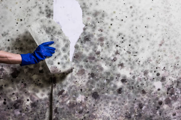 Best Fast Mold Removal  in Bull Shoals, AR